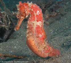BD-080331-Lembeh-3312496-Hippocampus-kuda.-Bleeker.-1852-[Spotted-seahorse.-Gul-sjöhäst].jpg